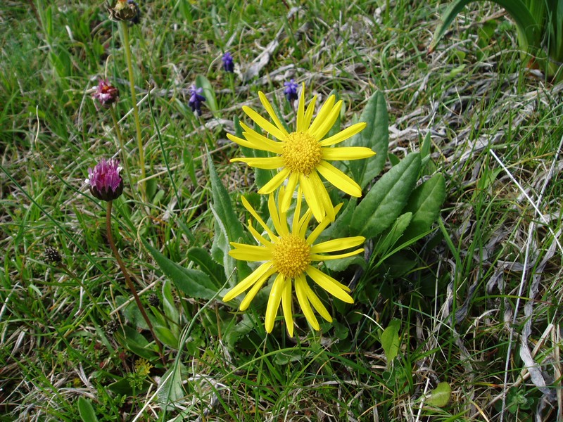 sono uguali'' - Senecio cfr. doronicum